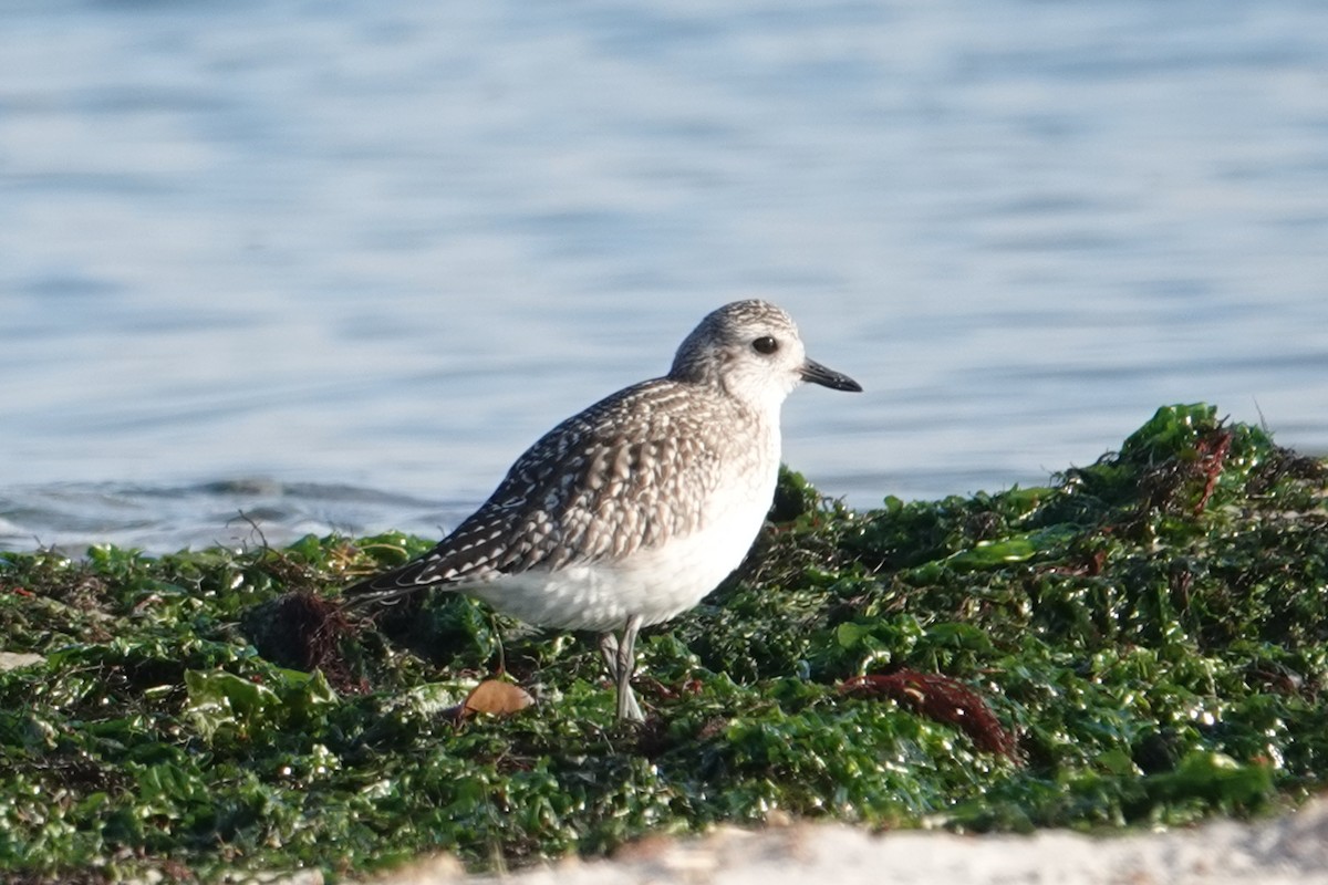 Black-bellied Plover - ML646518773