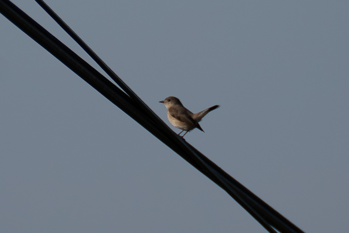 Taiga Flycatcher - ML646518776