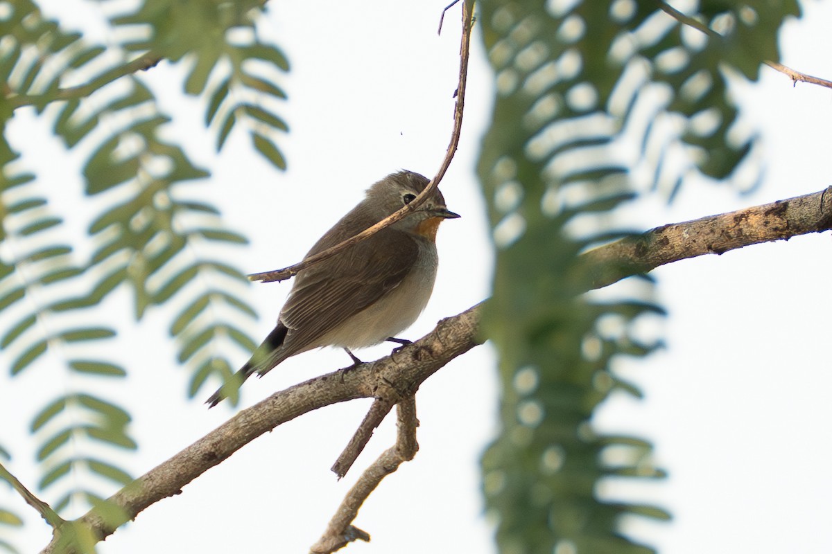 Taiga Flycatcher - ML646518777