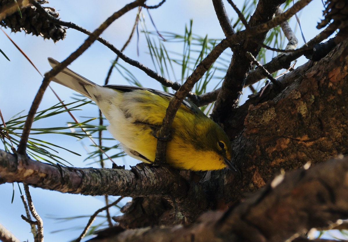 Pine Warbler - ML646518779