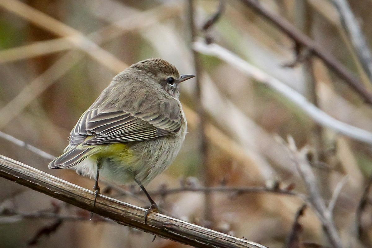 Palm Warbler (Western) - ML646518780