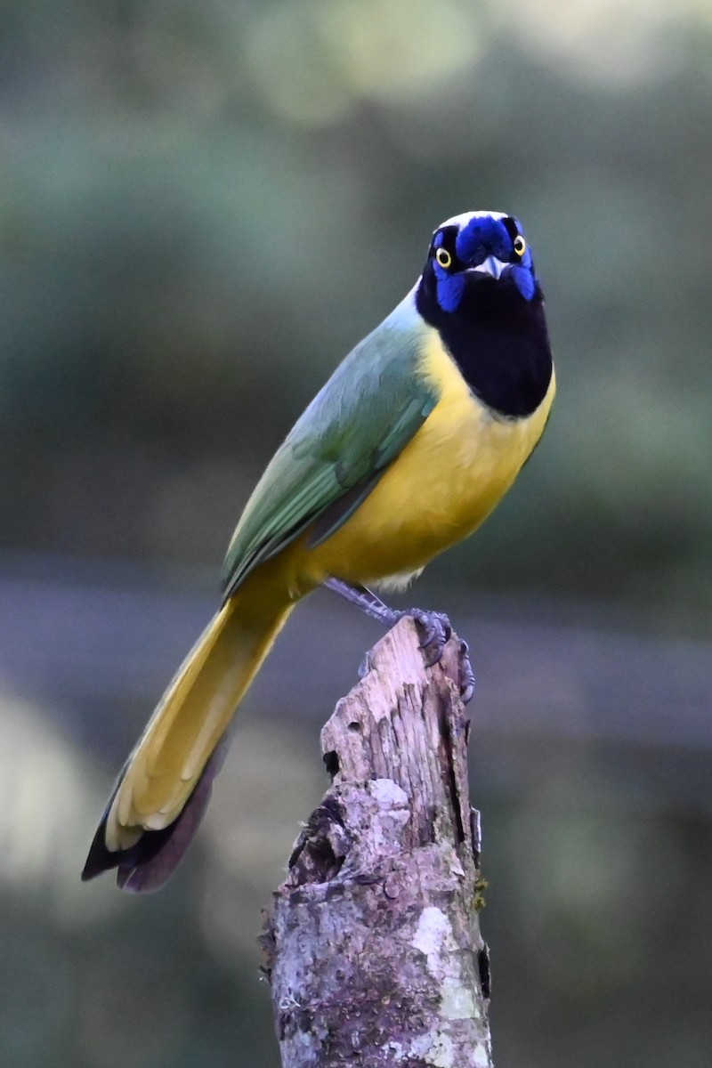 Geai vert (groupe yncas) - ML646518781