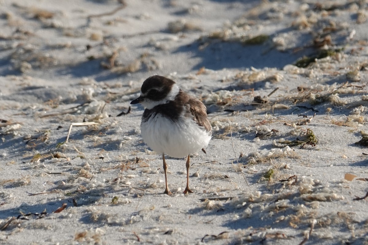 Semipalmated Plover - ML646518782