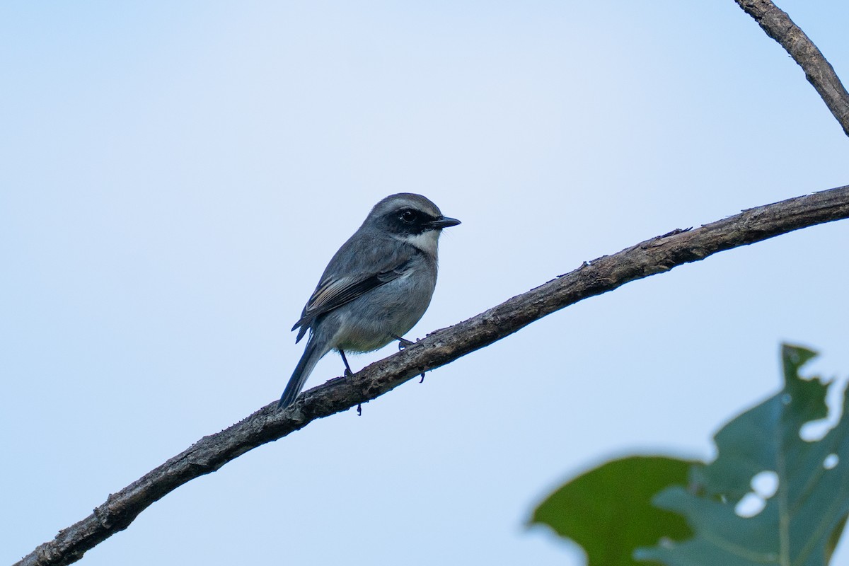 Gray Bushchat - ML646518783