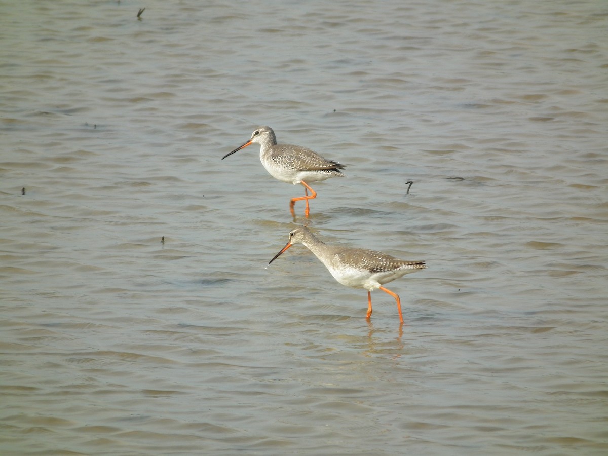Spotted Redshank - ML646518785