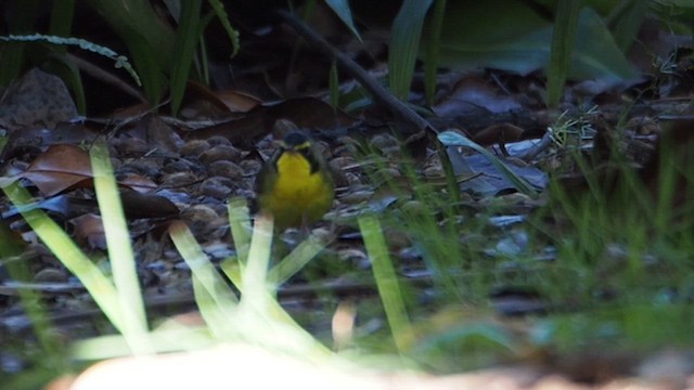 Reinita de Kentucky - ML646518786