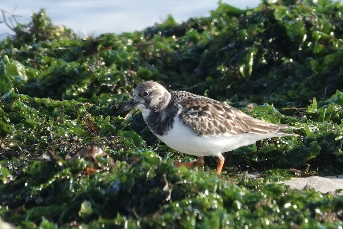 Ruddy Turnstone - ML646518787
