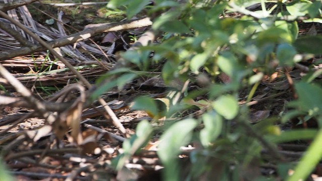 Reinita de Kentucky - ML646518788