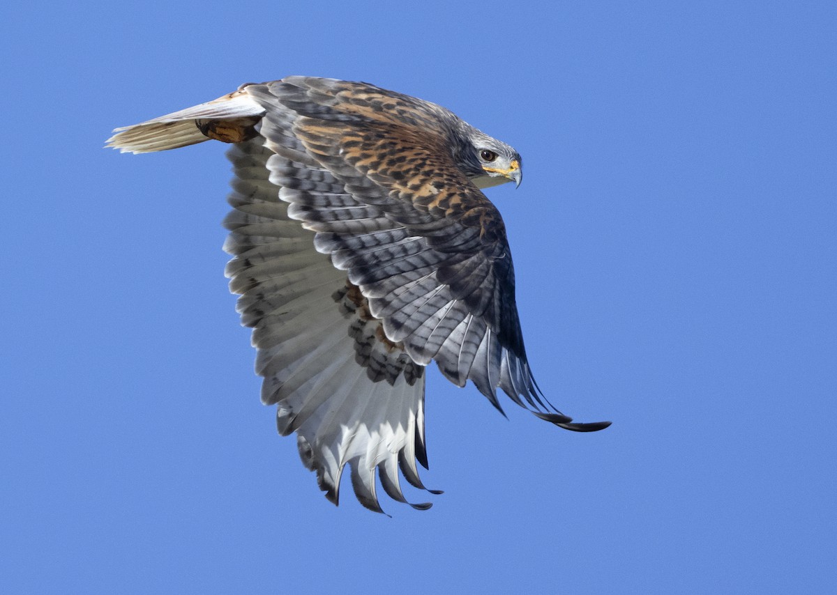 アカケアシノスリ - ML646518789