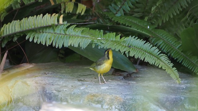 Reinita de Kentucky - ML646518790