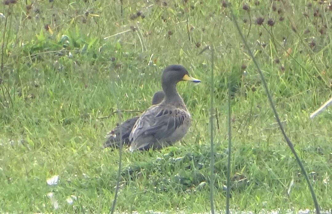 Yellow-billed Teal - ML646518791