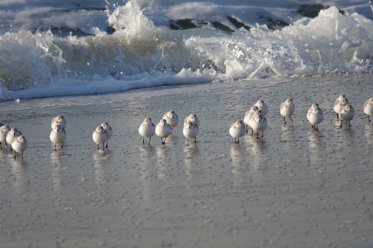 Sanderling - ML646518792