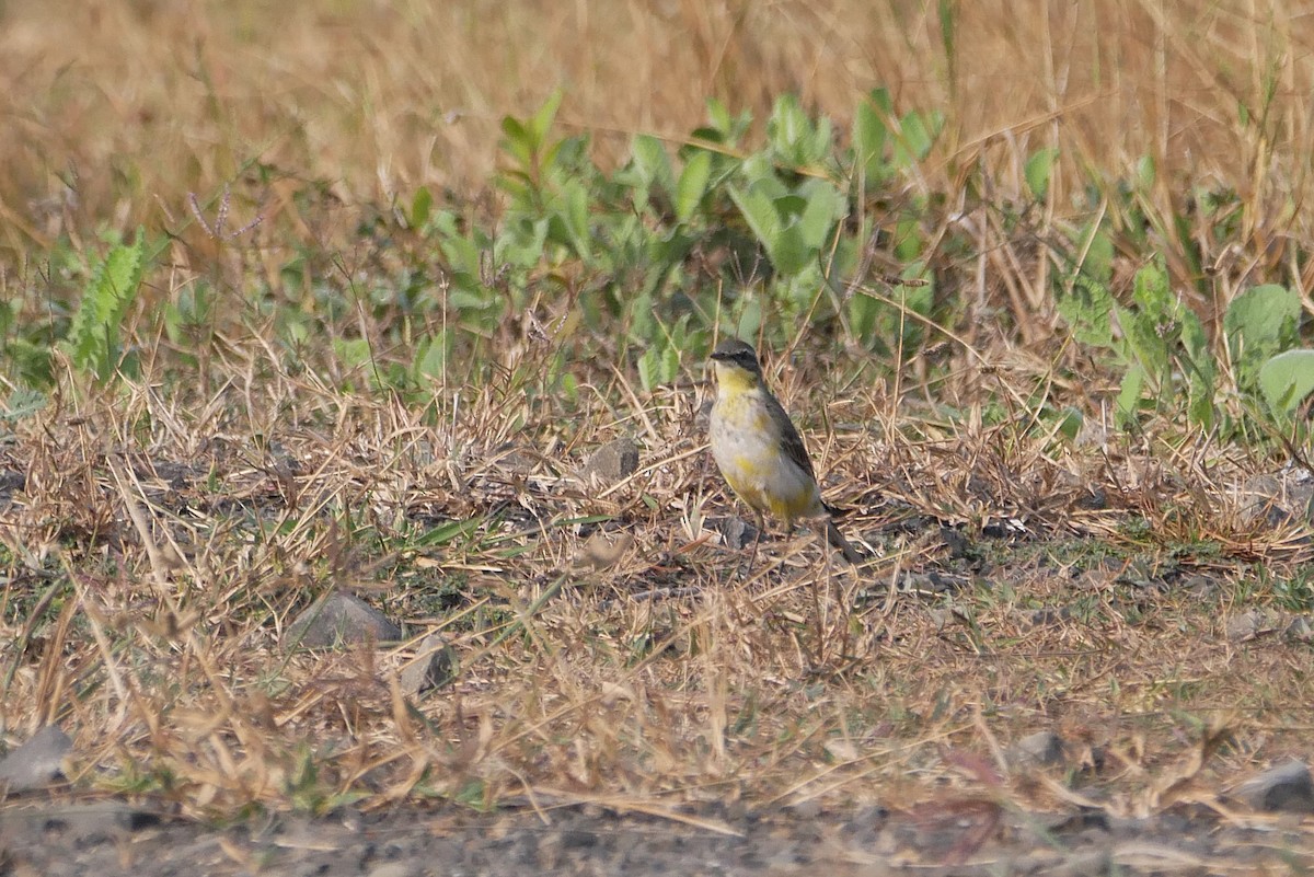 Lavandera de Chukotka - ML646518793