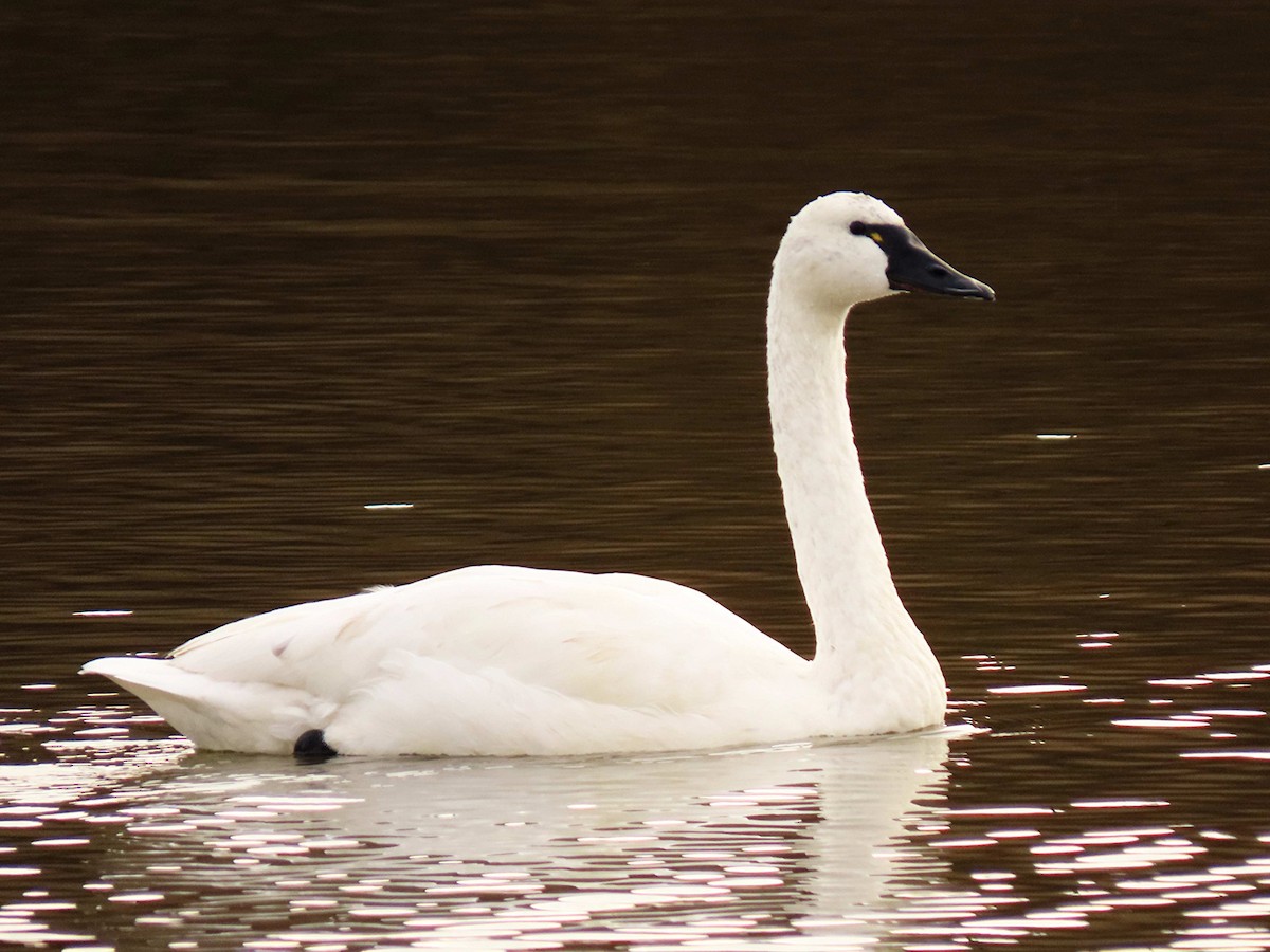 labuť malá - ML646518796