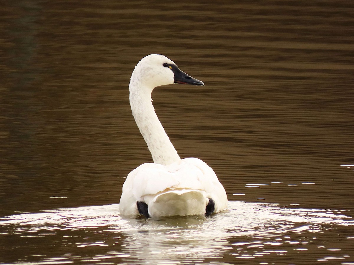 labuť malá - ML646518797