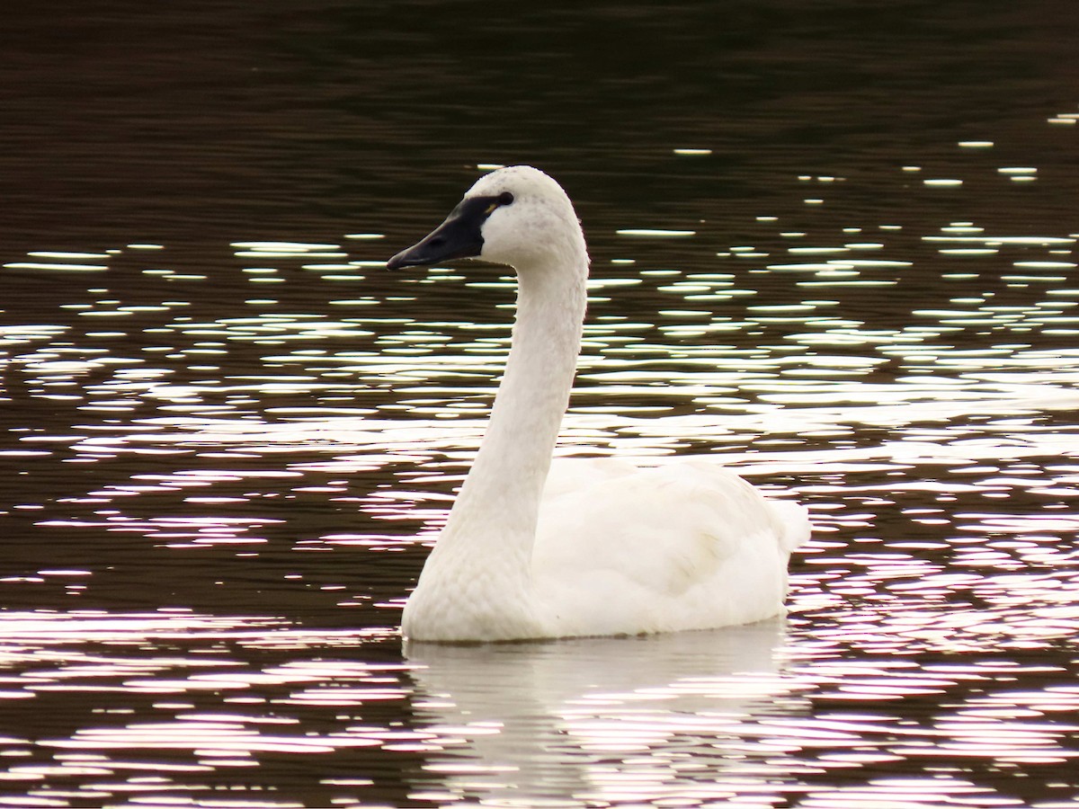 labuť malá - ML646518798