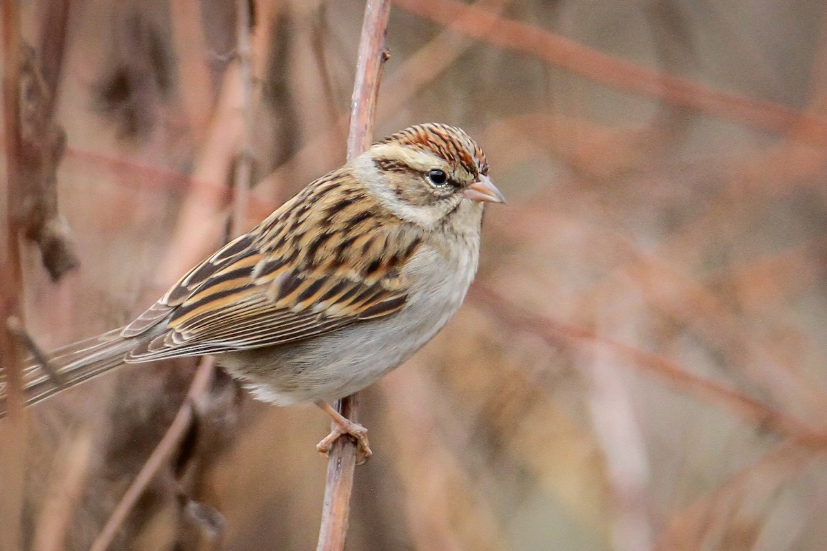 Chipping Sparrow - ML646518799