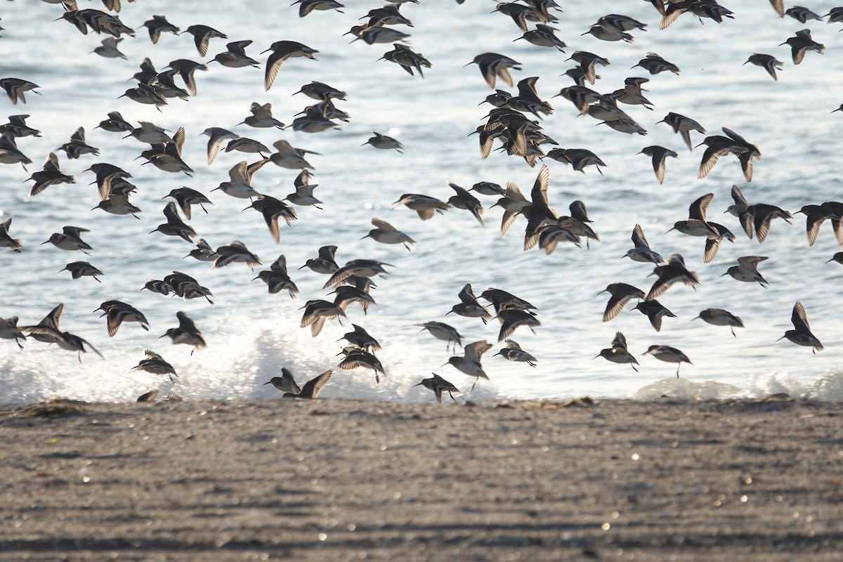 Dunlin - ML646518800