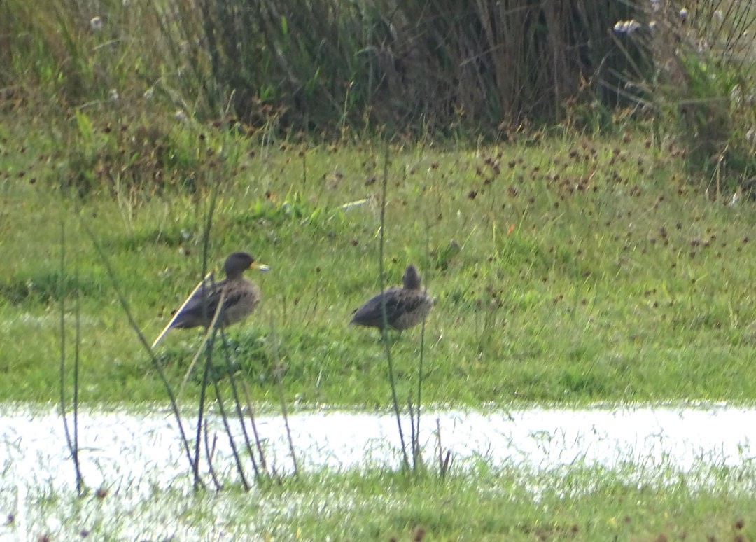 Yellow-billed Teal - ML646518801