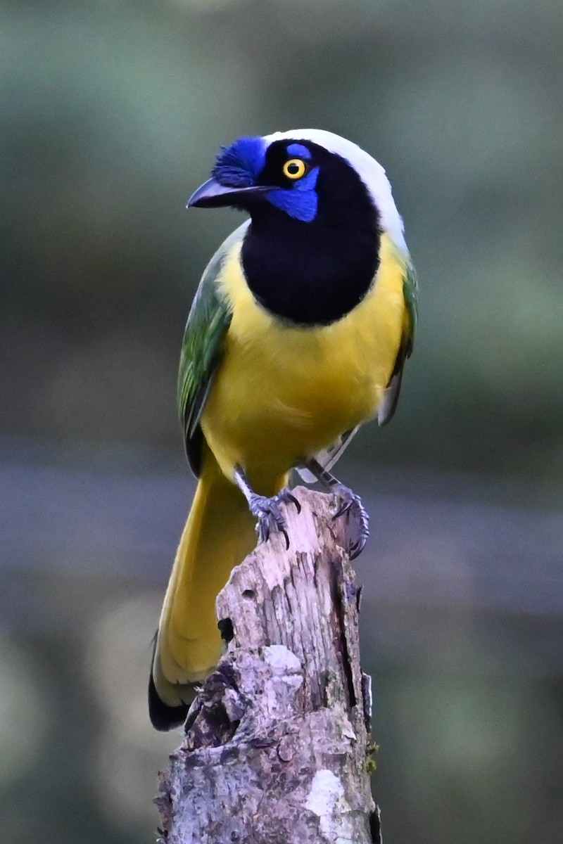 Geai vert (groupe yncas) - ML646518802