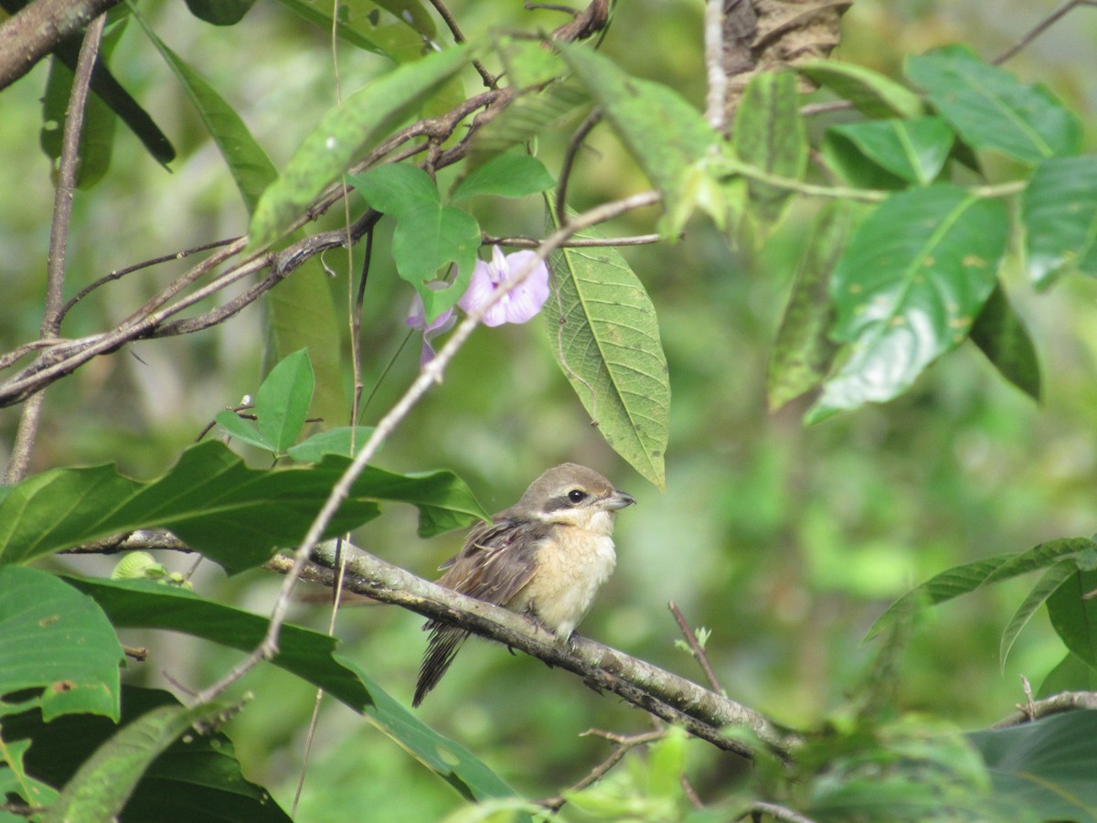 Brown Shrike - ML646518803