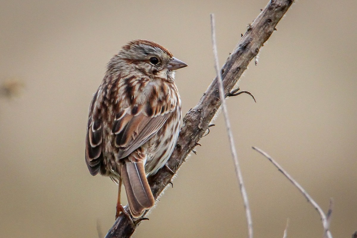 Song Sparrow - ML646518804