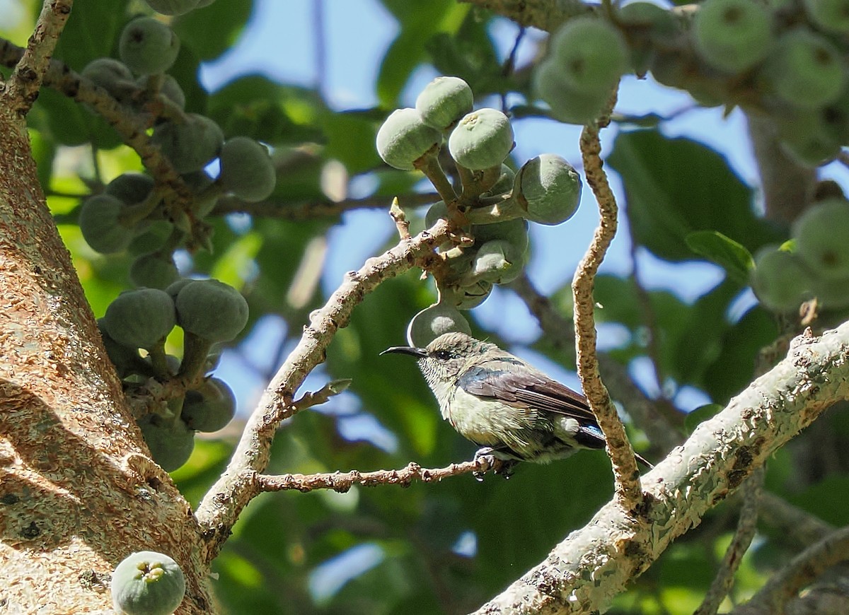Beautiful Sunbird - ML646518805