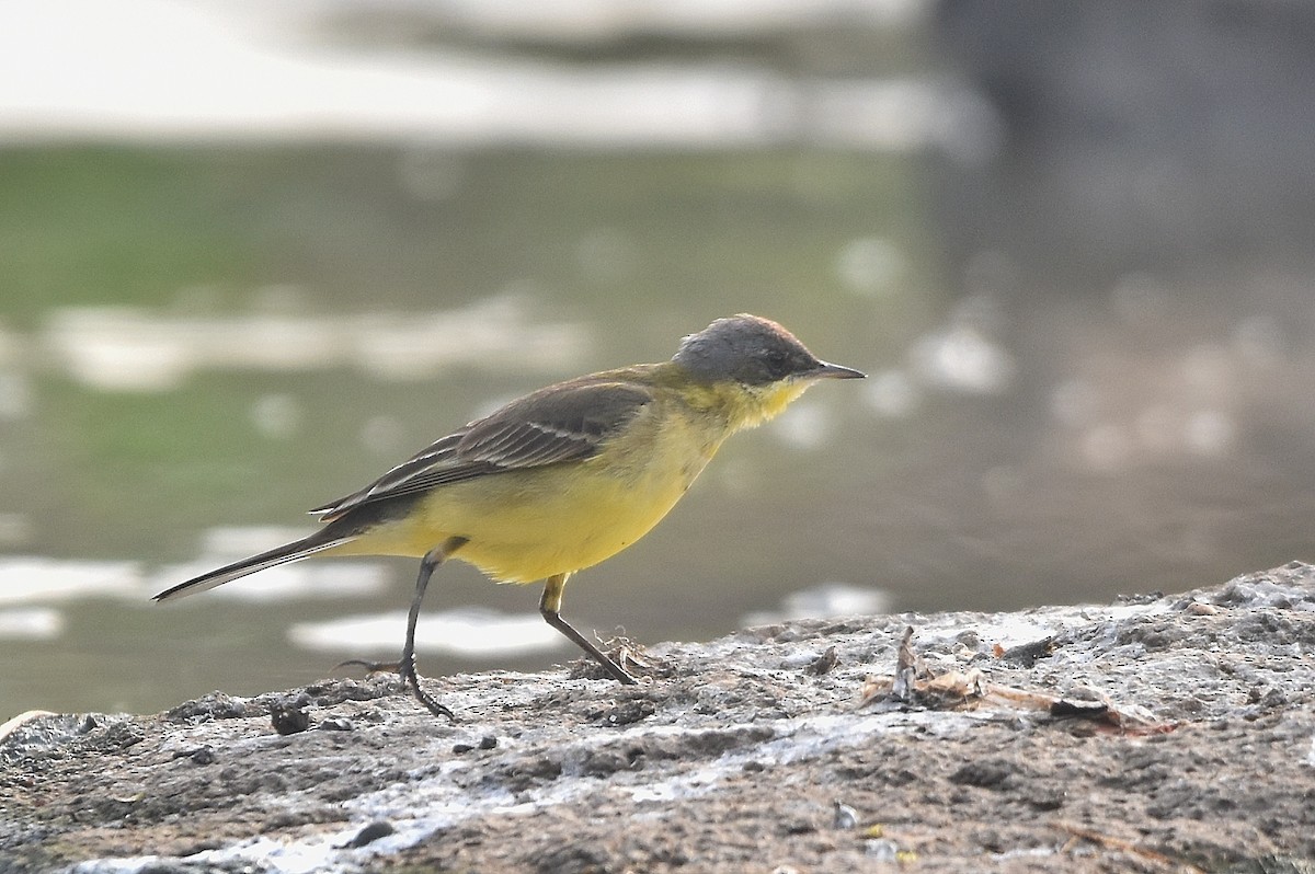 Western Yellow Wagtail - ML646518806
