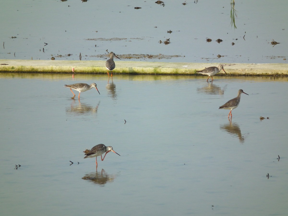Spotted Redshank - ML646518807