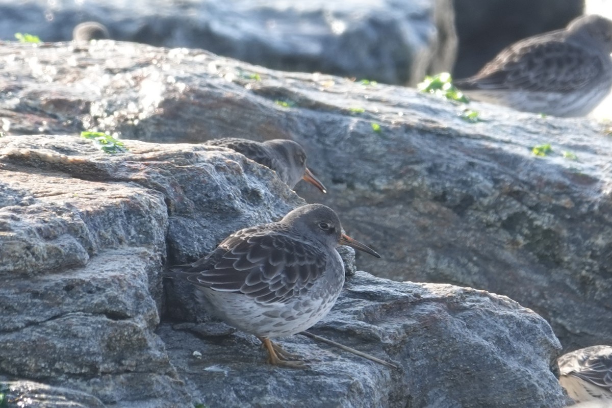 Purple Sandpiper - ML646518808