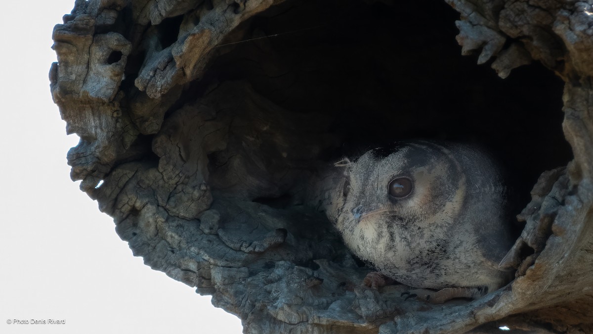 Australian Owlet-nightjar - ML646518816