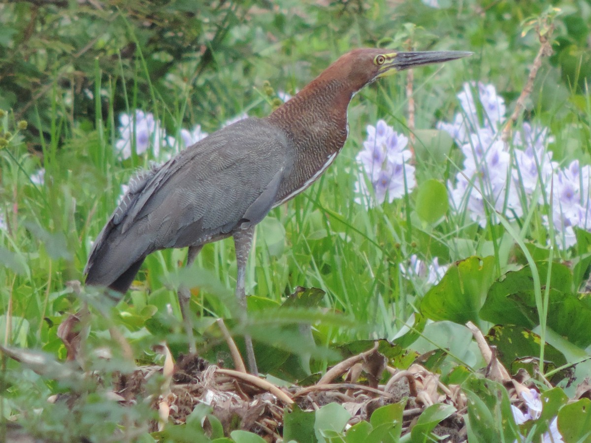 Rufescent Tiger-Heron - ML646518819