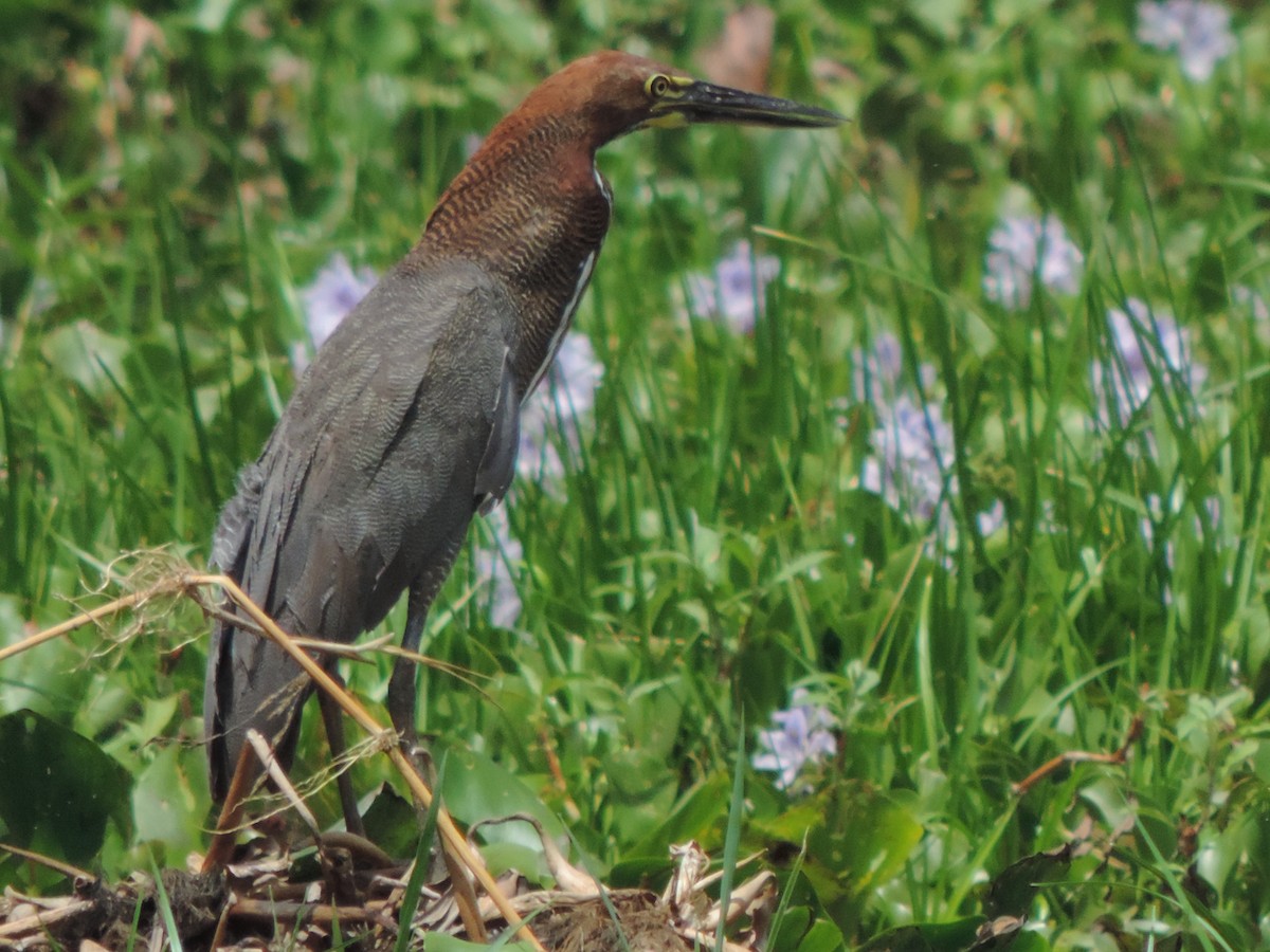 Rufescent Tiger-Heron - ML646518821