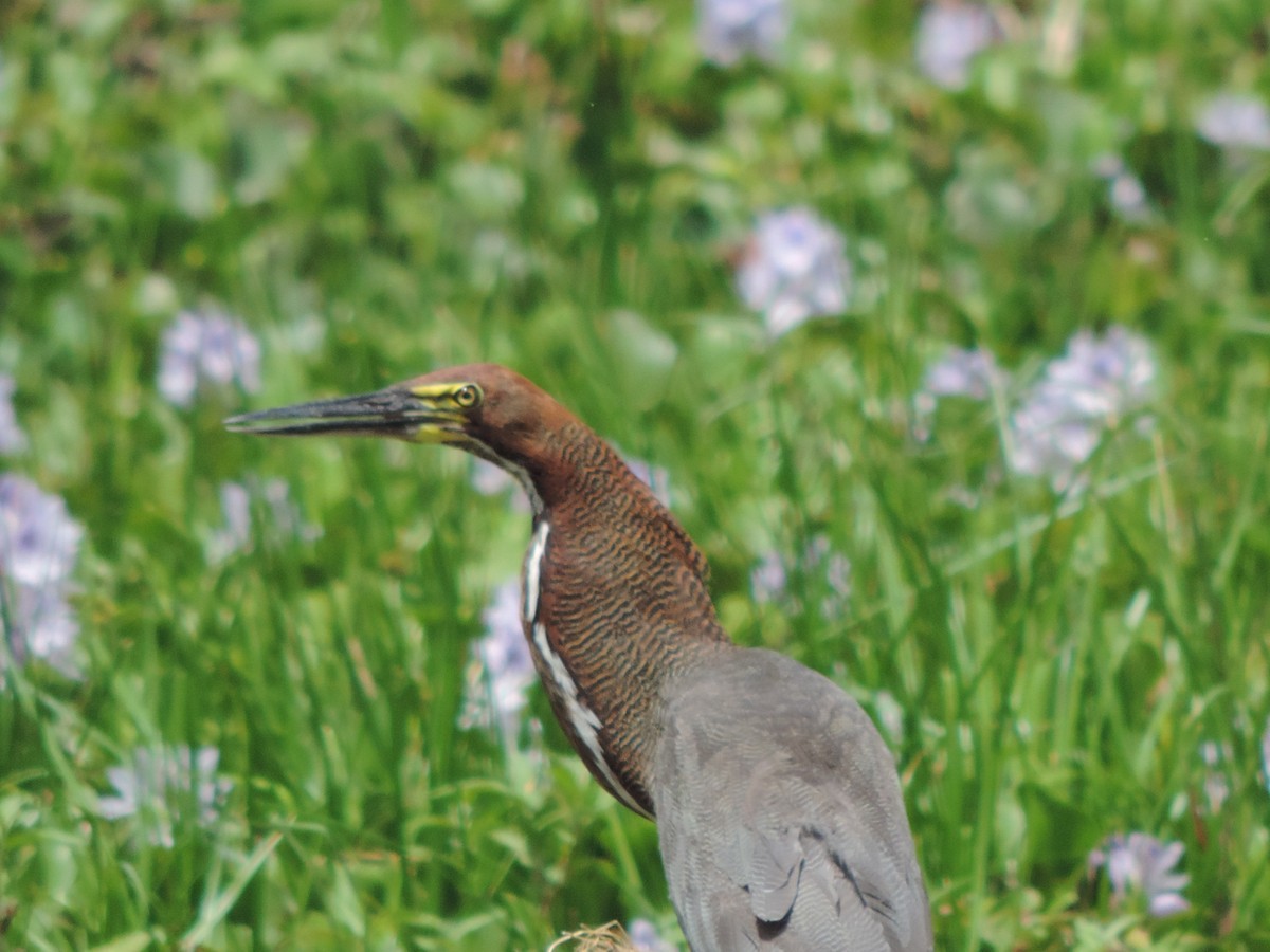 Rufescent Tiger-Heron - ML646518822