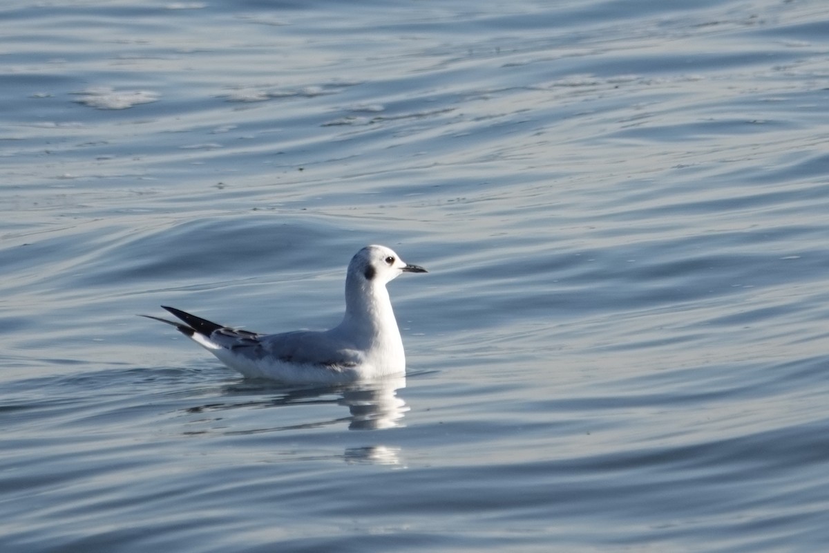 Bonaparte's Gull - ML646518824