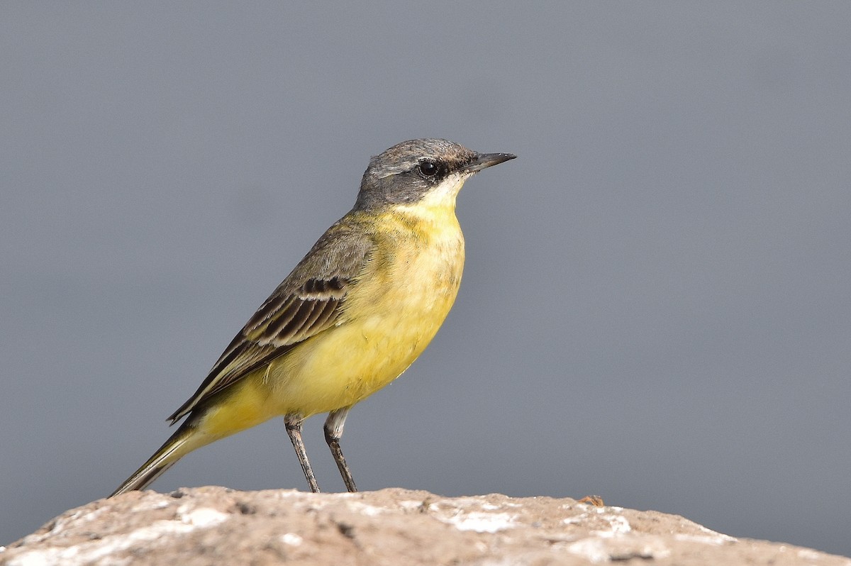 Western Yellow Wagtail - ML646518825