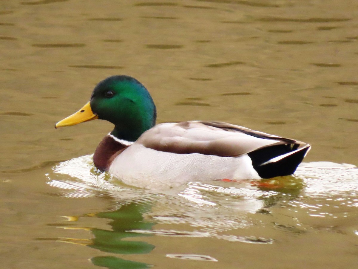 kachna divoká - ML646518826