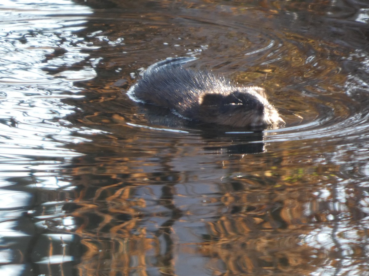 American Beaver - ML646518829