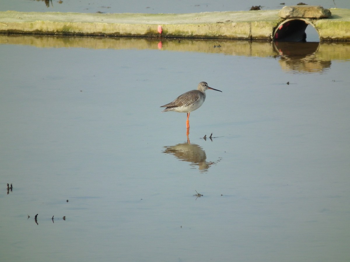 Spotted Redshank - ML646518833
