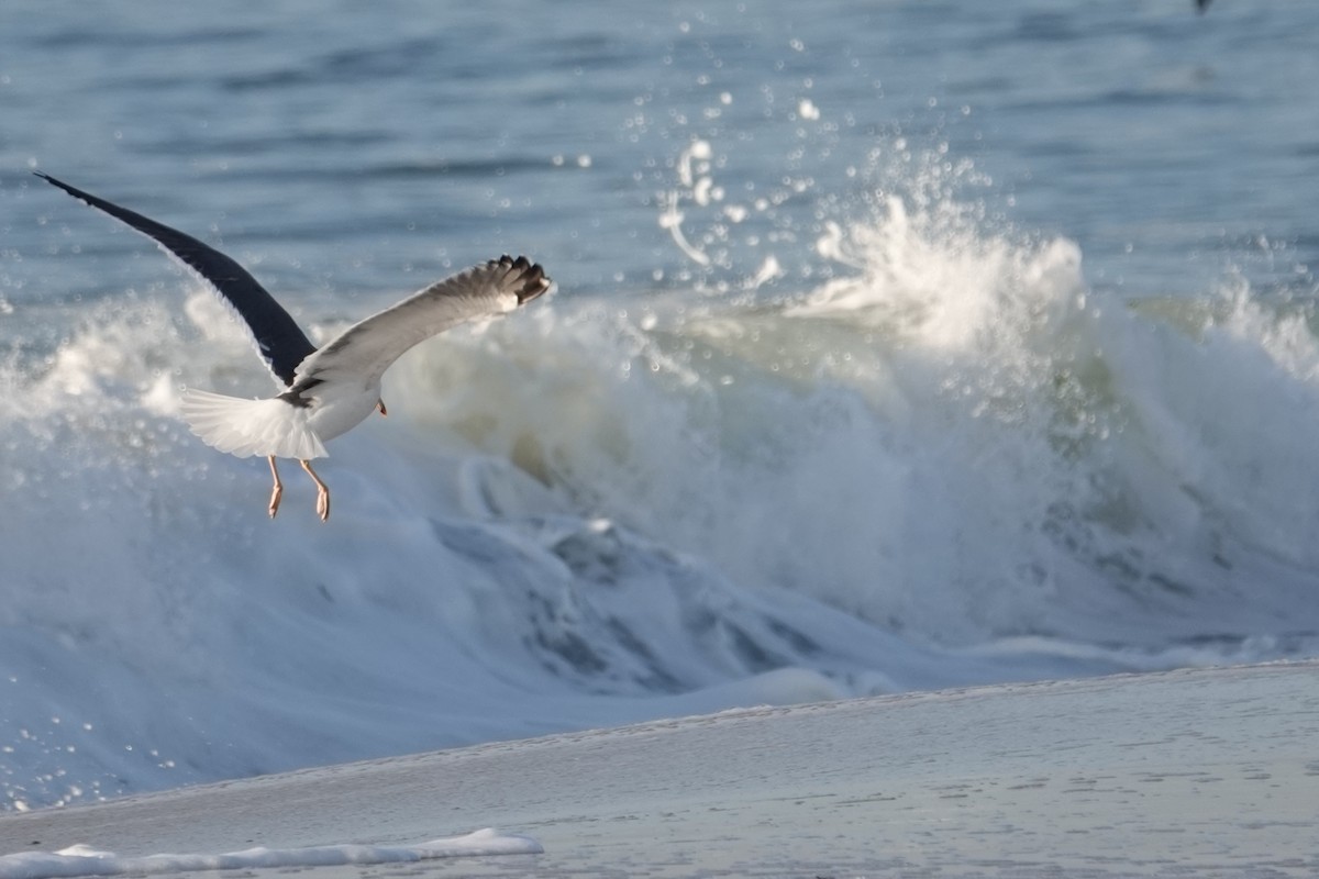Lesser Black-backed Gull - ML646518834