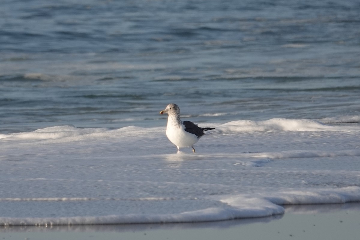 Lesser Black-backed Gull - ML646518835