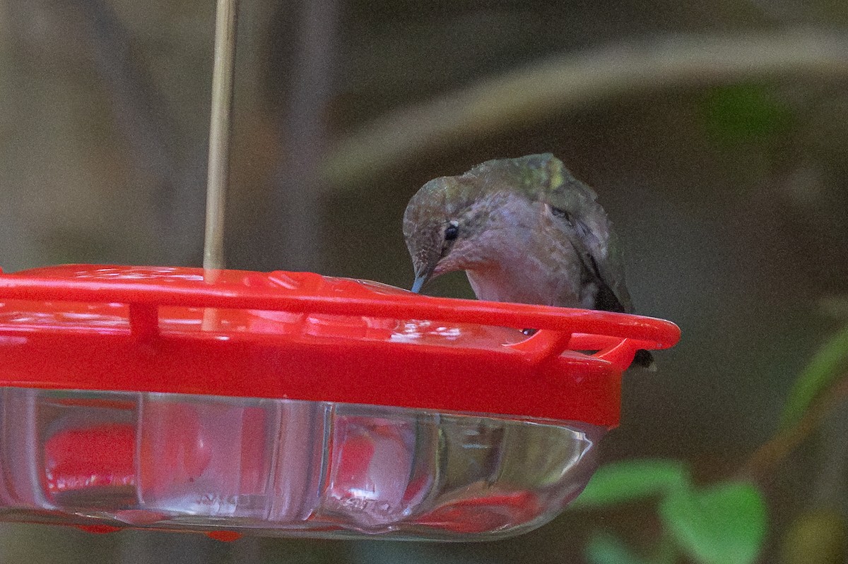 Anna's Hummingbird - ML646518837