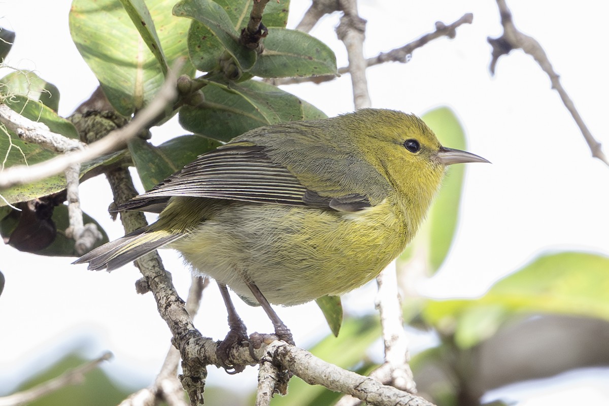 Anianiau - ML646518840