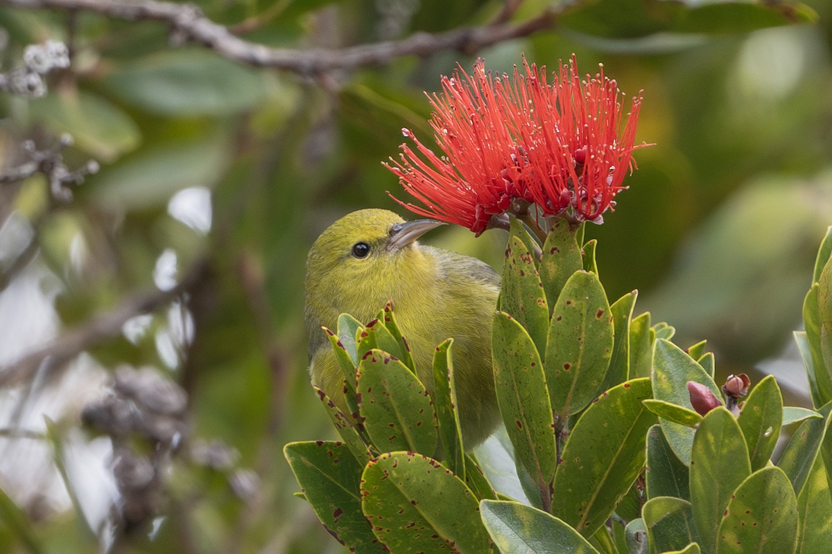 Anianiau - ML646518841