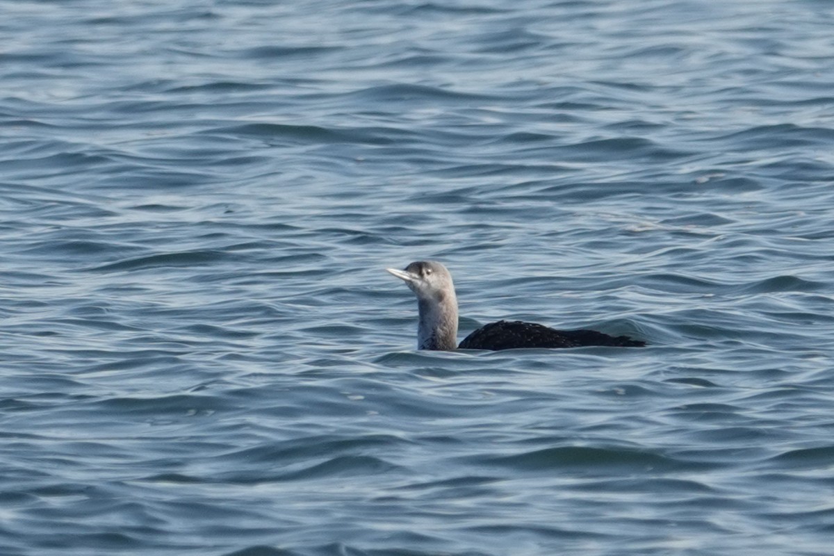 Red-throated Loon - ML646518845