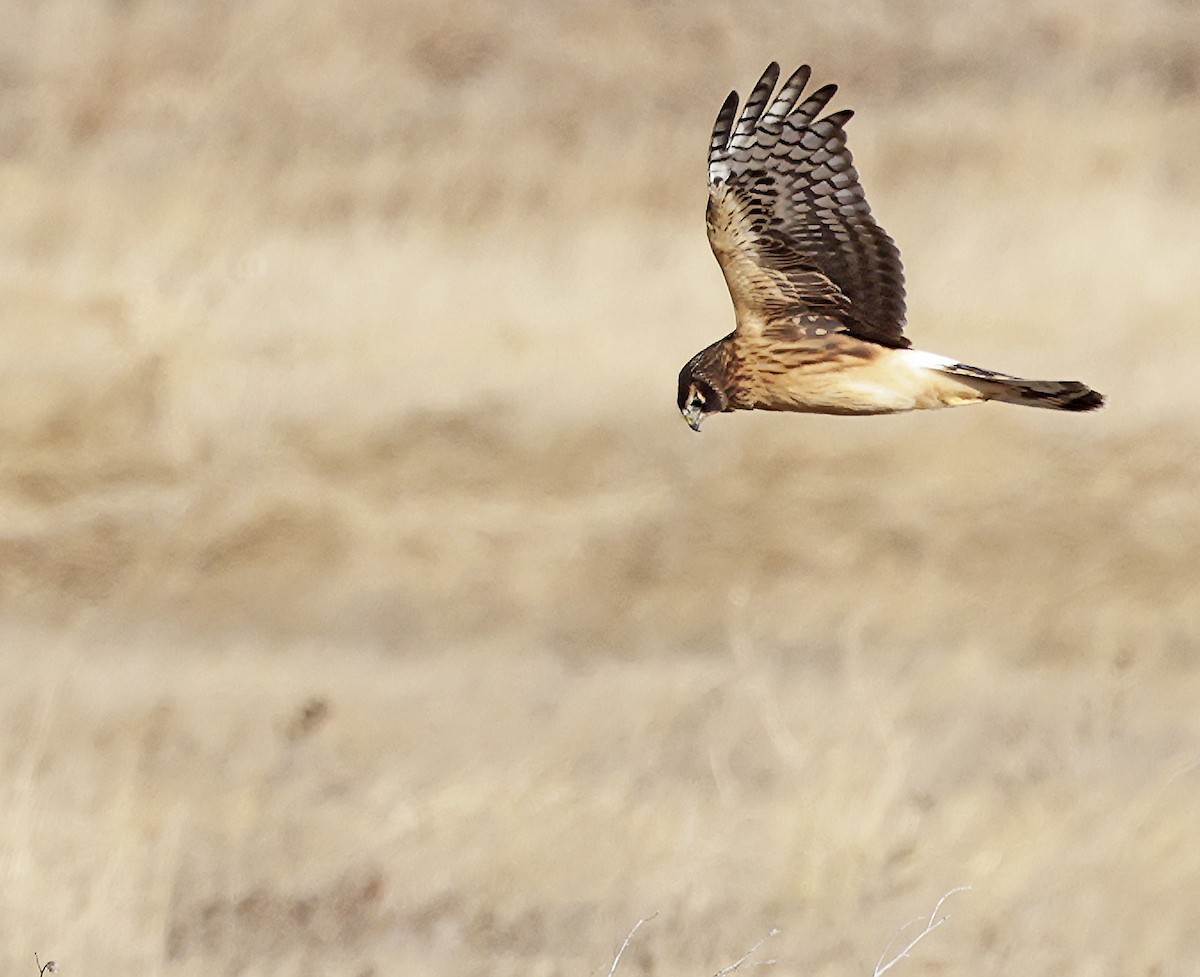 Northern Harrier - ML646518851