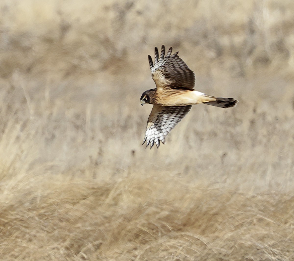 Northern Harrier - ML646518852
