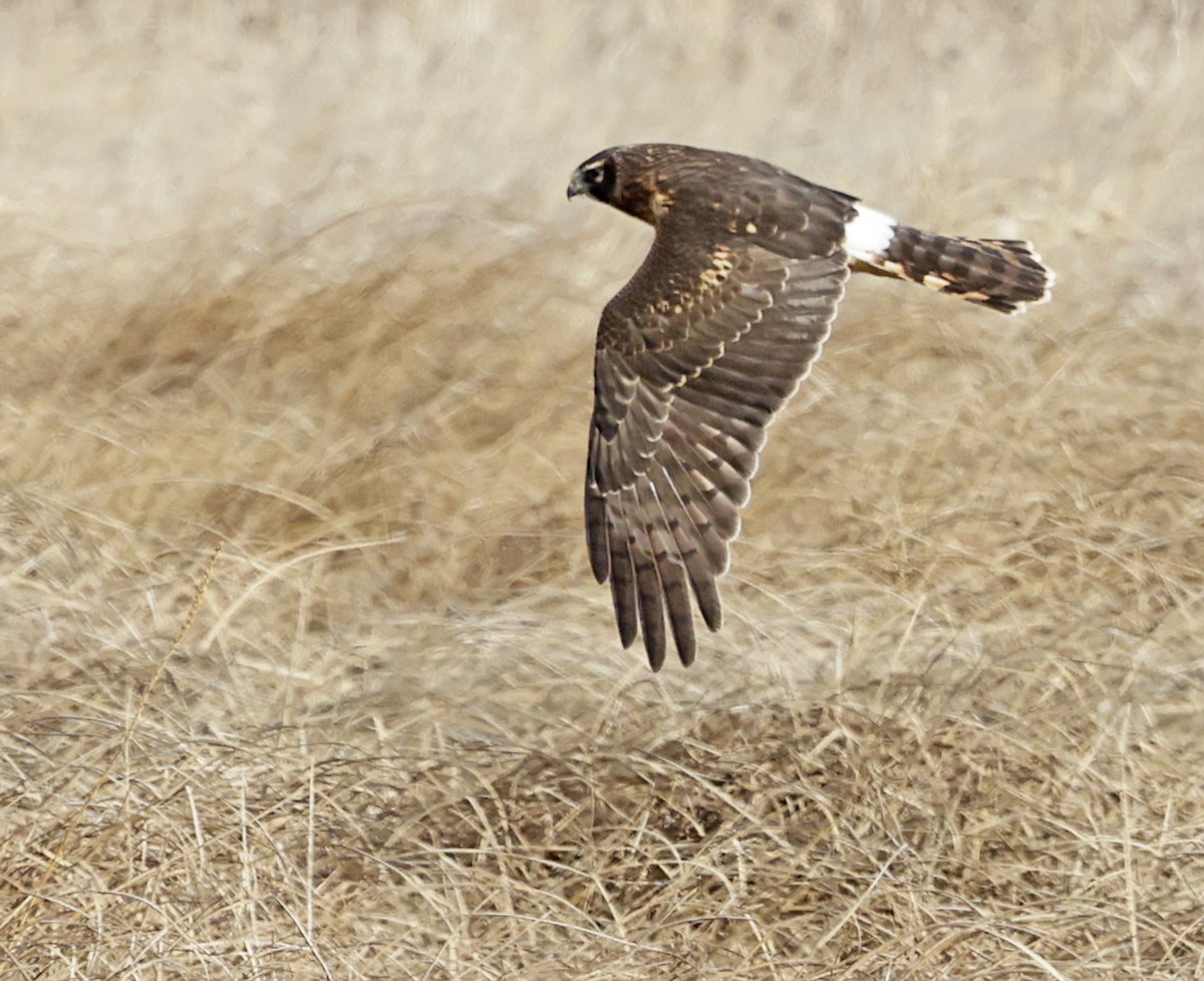 Northern Harrier - ML646518853