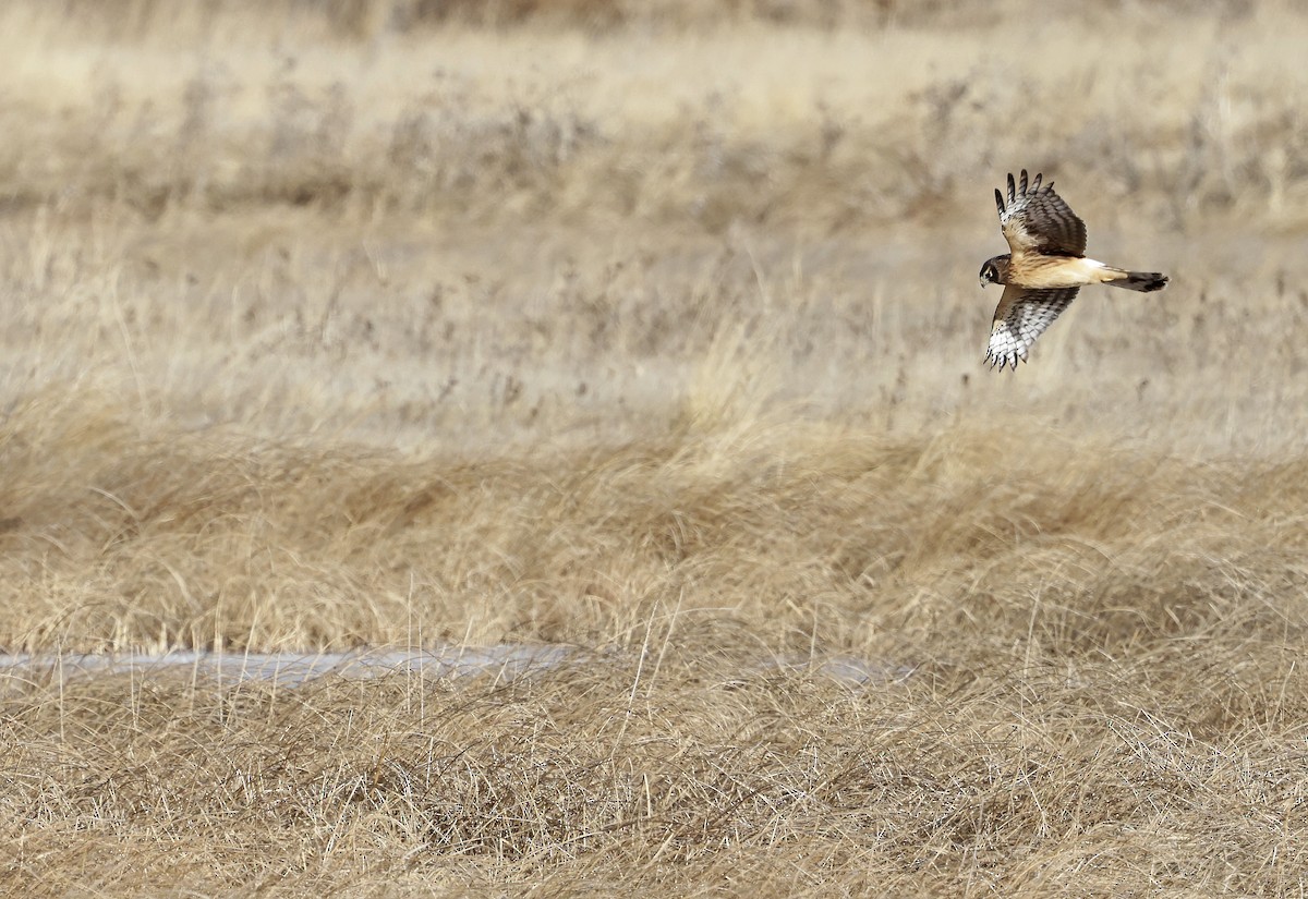 Northern Harrier - ML646518856