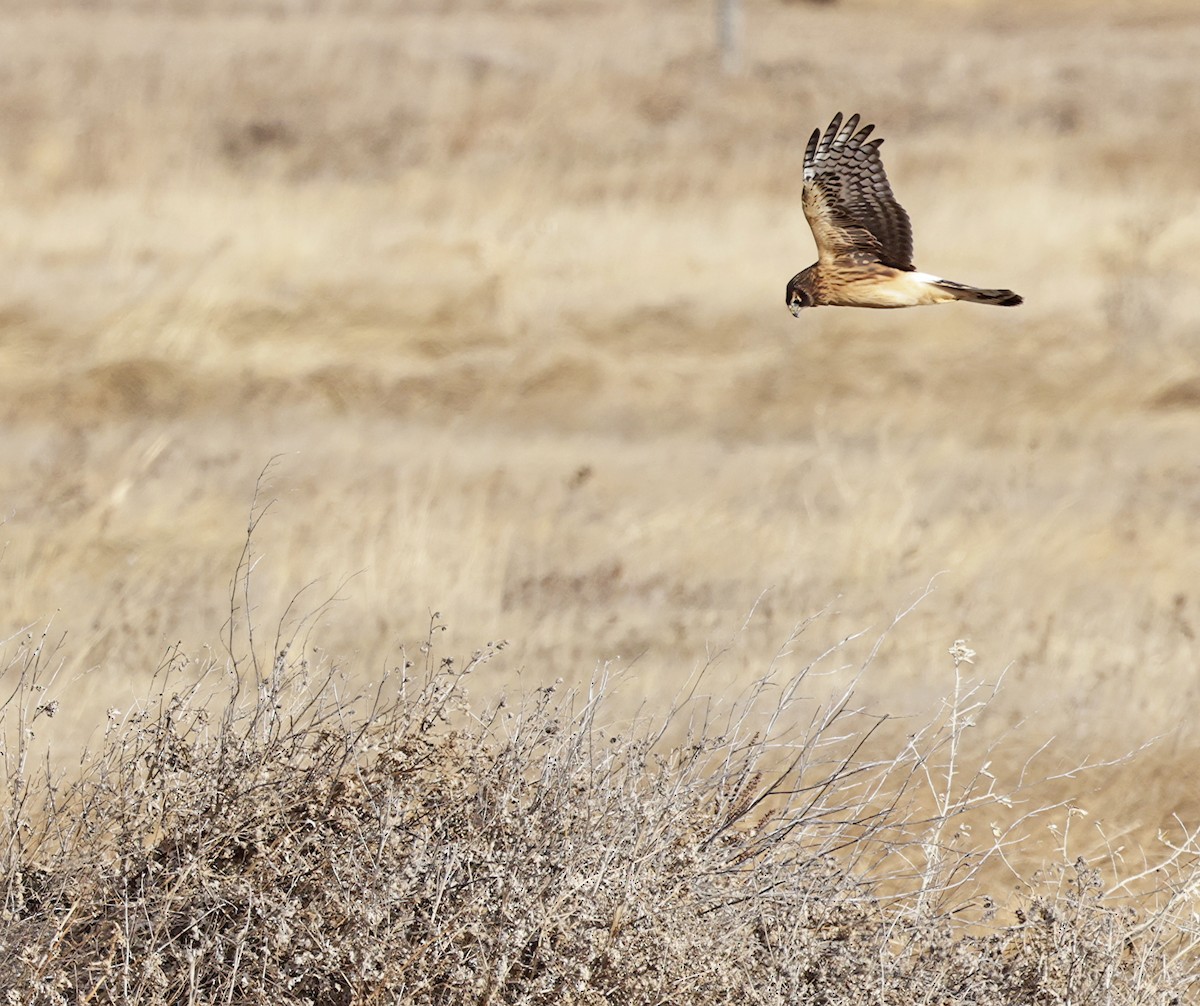 Northern Harrier - ML646518857